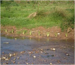 File:003 Riera de Caldes. Palau PIRORIENTAL 010 VII.jpg