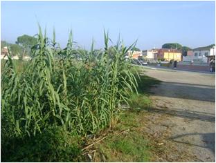 File:003 Riera de Caldes. Palau PIRORIENTAL 010 III.jpg