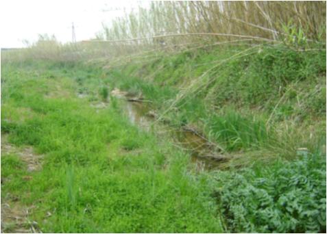 File:060 Rieras Vallmanya y Reixac PIRORIENTAL 016 XI.jpg