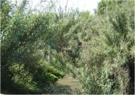 File:060 Rieras Vallmanya y Reixac PIRORIENTAL 016 IV.jpg