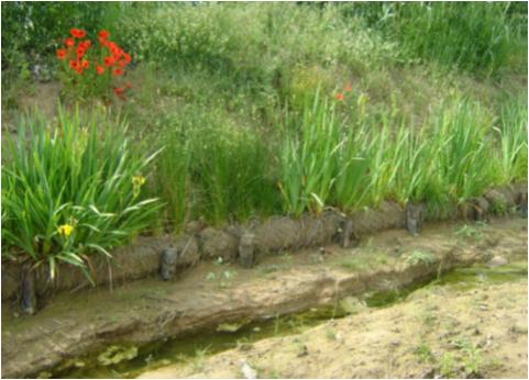 File:060 Rieras Vallmanya y Reixac PIRORIENTAL 016 IX.jpg