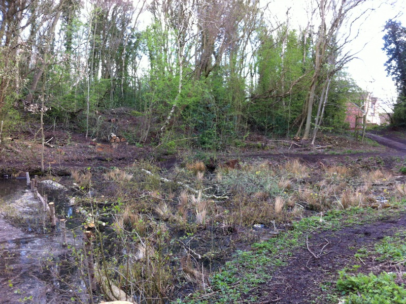 File:Wetland area created to deal with problematic polluted area (2).JPG