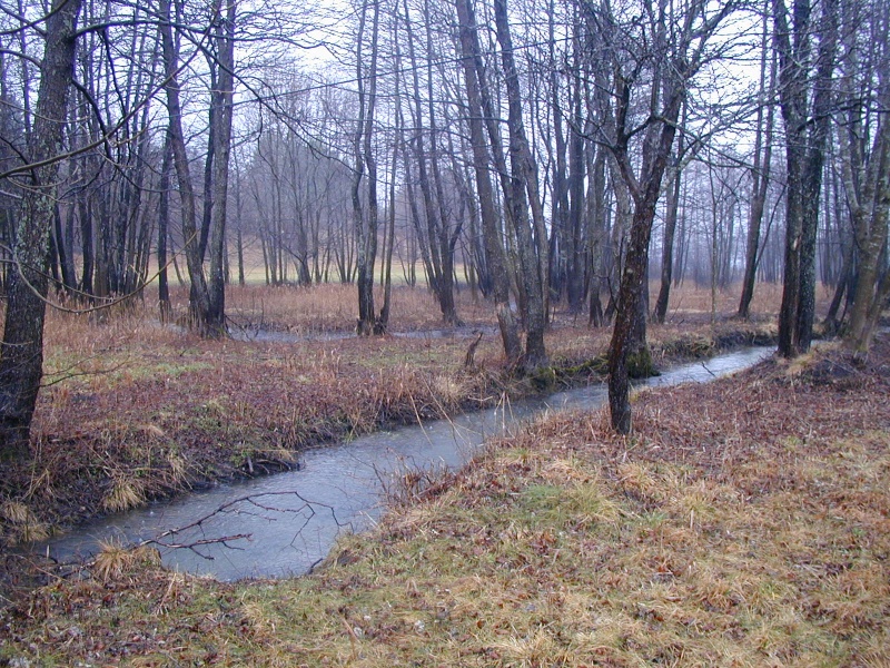 File:The Goriski Brezicek stream during the rainfall, January 2007.jpg