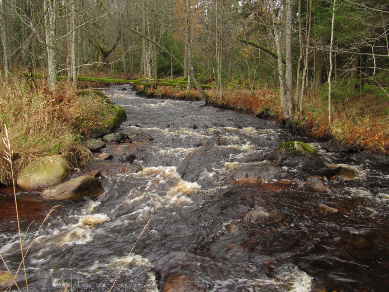 File:Confluence of old stream and new strem (photo. Maria Arola).JPG