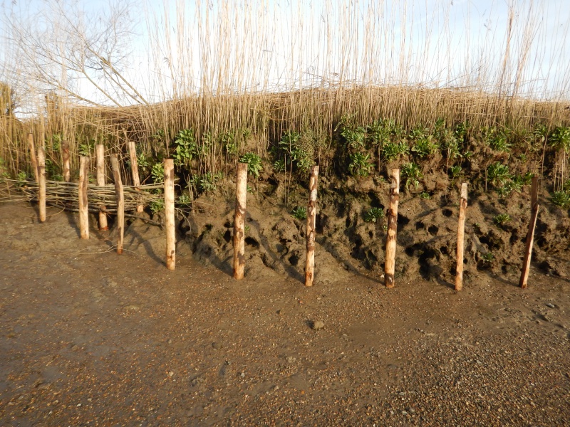 File:East bank with new posts.JPG