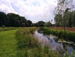 Typical riverbank at Bocking Blackwater.jpg