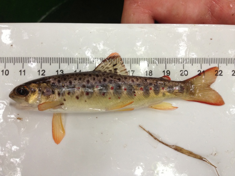 File:Portmelon Trout.jpg