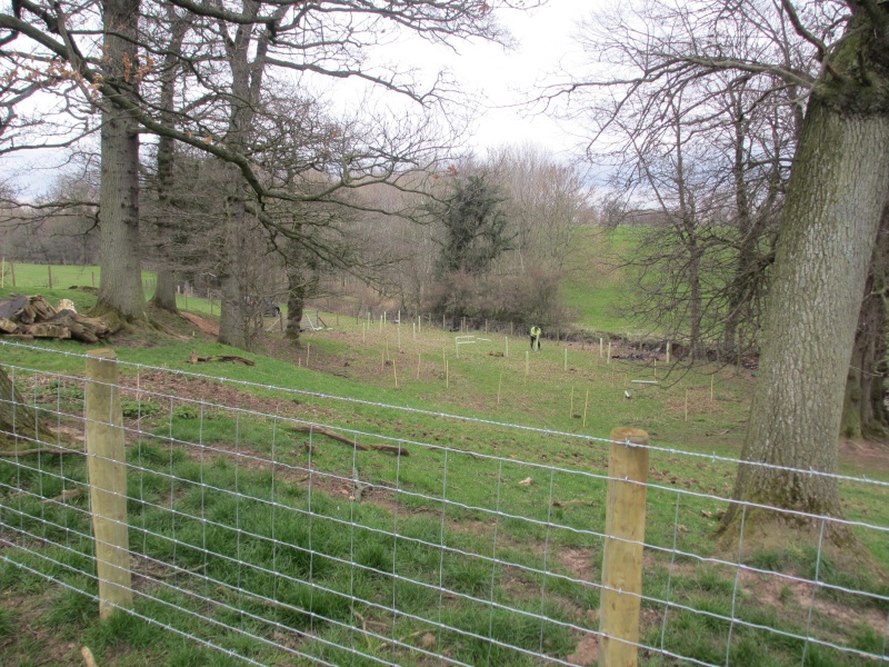 File:Pow Beck fencing and tree planting.jpeg