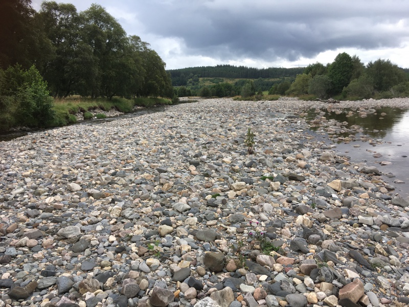 File:19 08 06 Protected Species Survey Fordmouth and Delnabo Pic 34.jpg