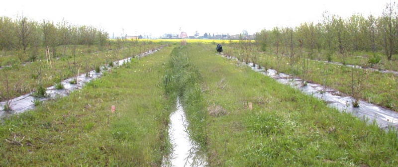 File:Newly afforested riparian buffer.jpg