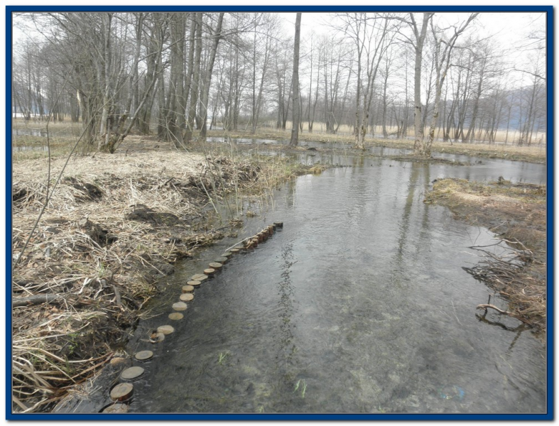 File:The Goriski Brezicek stream after restoration.png