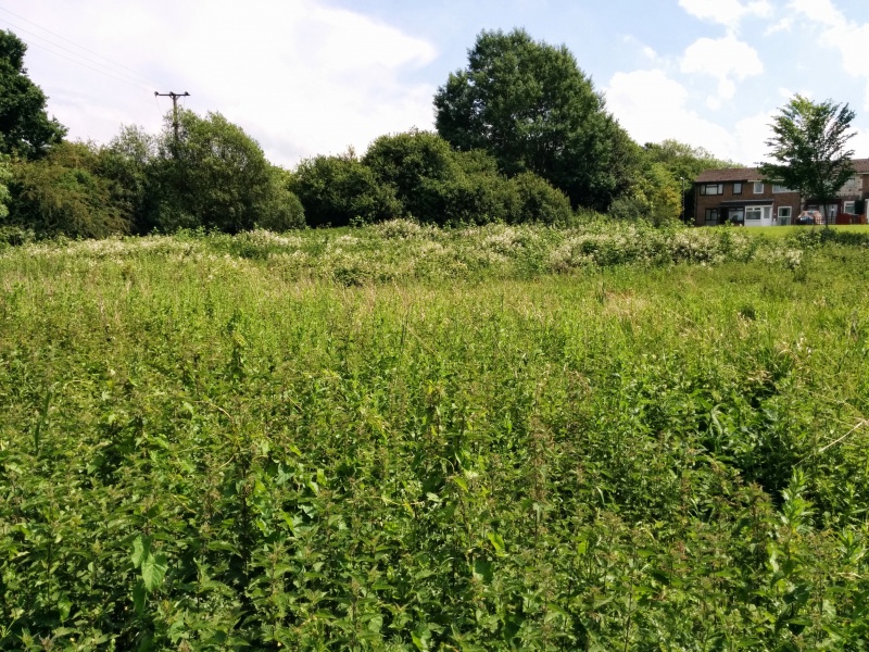File:Wetland site at Bocking Blackwater.jpg