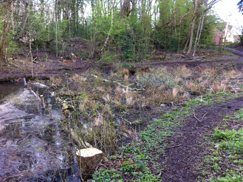 File:Wetland area created to deal with problematic polluted area.JPG
